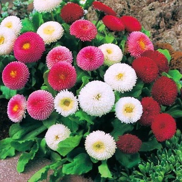 GSDWIUEW Seeds Flowers English Daisy Pomponette Mix (Bellis perennis) Marguerite Annual Outdoor Cut Garden