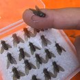 thumbnail image 4 of fastboy 20pcs/set 20PCS Soft Bionic Fly Fishing Bait Set With Rotating Blade 20PCS Bionic Fly Fishing Bait A M, 4 of 6