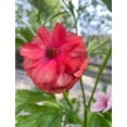 thumbnail image 1 of HIGHGW Butterfly Ranunculus Bulbs Buttercup Bare Roots for Planting Canada, Perennial Flower Ranunculus asiaticus, Double Ranunculus Bare Roots for Cut Flowers Garden Indoor Outdoor (10, Musa), 1 of 7