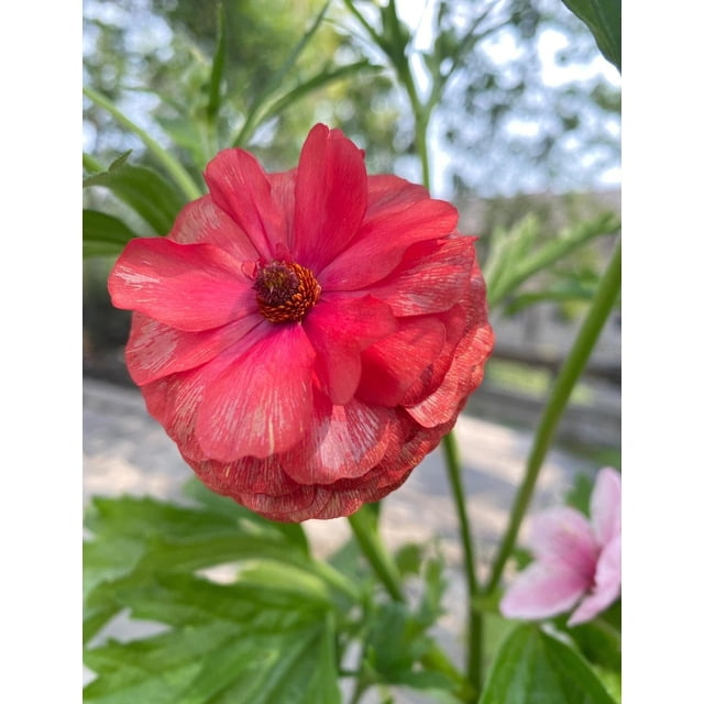 HIGHGW Butterfly Ranunculus Bulbs Buttercup Bare Roots for Planting Canada, Perennial Flower Ranunculus asiaticus, Double Ranunculus Bare Roots for Cut Flowers Garden Indoor Outdoor (10, Musa)