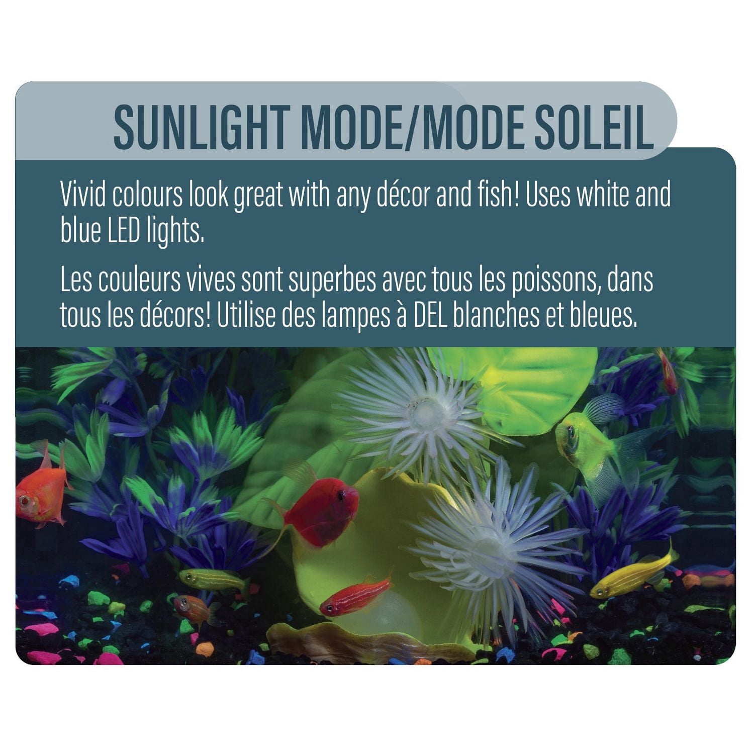 GloFish Kit d'aquarium parfait pour débutant