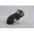 thumbnail image 3 of Hi-Line Gift Ltd Cochon Bébé Assis Brun Foncé, 6 Pouces, 3 of 4