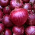 thumbnail image 1 of HJADGG 150+ Rossa Di Milano Onion Seeds- All Heirloom Seeds, 1 of 4