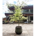thumbnail image 5 of Pot de Plante Moderne Élégant en Résine Côtelée avec Trou de Drainage – Grande Fleur Ou Arbre pour Intérieur Extérieur - Léger Résistant aux Intempéries pour Patio Balcon (Noir Vintage, Combo 3 Tailles : 11.8 Pouces + 15.7 Pouces + 21 Pouces), 5 of 5