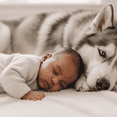 thumbnail image 2 of Pets, Paws and Ideas Couverture Imperméable pour Animaux de Compagnie pour Chiens et Chats, Protecteur Réversible pour Meubles, Lit et Canapé, Anti-Déversement, Lavable, Housse en Molleton Sherpa Douce, Motif Labrador Retriever, 2 of 7