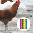 thumbnail image 1 of Chicken Thigh Ring Clip Numbered Leg Band Tags Chickens Ducks Leg Rings Clip Poultry Foot Rings, 1 of 7