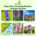 thumbnail image 3 of Outsidepride Delphinium Larkspur Rocket Wild Flowers - 14 LB, 3 of 4