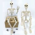 thumbnail image 3 of Halloween Squelette Corps Entier Articulations Articulées Réalistes Décorations de Squelette Humain pour Fête Maison Hantée Jouet Festif « Trick-or-Treat », 3 of 8
