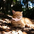thumbnail image 4 of EGNMCR Cats Tracker GPS Collar For Cats Electronic Pet Locator Waterproof No Monthly Fee Advanced Tracking Solution Smart Collar For Pet Safety Compatible Cat Tracker GPS Collar, 4 of 5