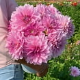 thumbnail image 1 of Bulbes à fleurs TASC - Dahlia décoratif Lavender Perfection (Annuel), 1 of 2