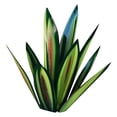 thumbnail image 2 of RXIRUCGD Artisanat en Fer Tequila Plante Jardin Ornement de Jardin, 2 of 4
