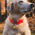 thumbnail image 2 of 14Pcs Brass Hanging Bell for Christmas and Pet Collar Accessory, 2 of 9