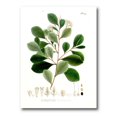 thumbnail image 2 of Designart Vintage Botanicals IV Canvas Wall Art, 2 of 4