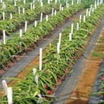 thumbnail image 3 of XZNGL 1-3m Wide Ground Cover Membrane Weed Control Fabric Landscape Garden Heavy Duty, 3 of 9