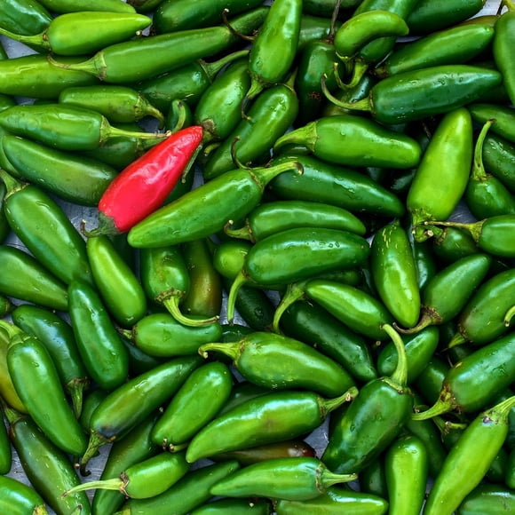 HJADGG JALAPENO PEPPER *40-50 Seeds* , Heirloom & Organic-Seed