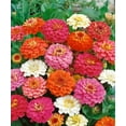 thumbnail image 2 of Nature's Seed Clasping Coneflower Seeds (5 Pack), 2 of 4