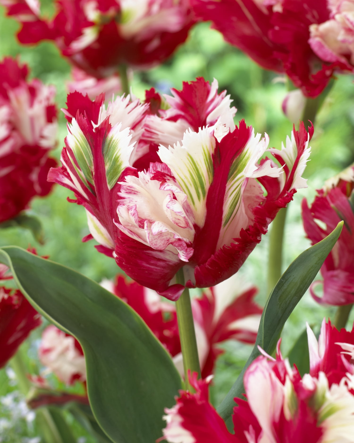 Bulbe de fleur vivace TASC Tulipe ‘Estella Rijnveld’ (variété perroquet)