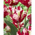 thumbnail image 1 of Bulbe de fleur vivace TASC Tulipe ‘Estella Rijnveld’ (variété perroquet), 1 of 2