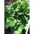 thumbnail image 4 of 25 Seeds VICTORIA RHUBARB aka Pieplant Rheum Rhabarbarum Perennial Fruit Vegetable Seeds, 4 of 5