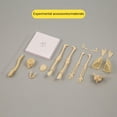 thumbnail image 4 of HAOAN Kids Anatomy Toys Human Body Model  Assembled Human Torso Organ Model for Kids Children Learning Science Anatomy  Ages 6+ (Multi-Type), 4 of 15