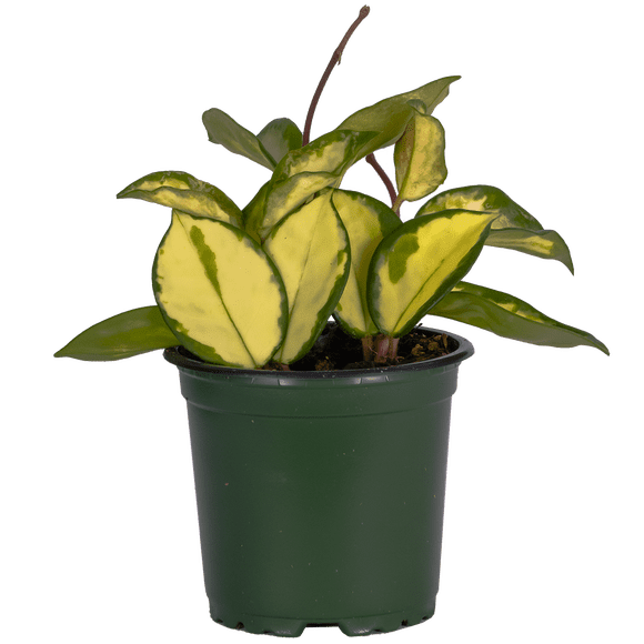 Hoya Carnosa Tricolor | Wax Plant (S) Live Plants in 4" growers pot