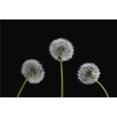 thumbnail image 1 of Posterazzi DPI1832549 Dandelion Seeds Poster Print, 18 x 12, 1 of 1