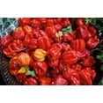 thumbnail image 2 of GSDWIUEW Piment Scotch Bonnet 35-40 Graines, Héritage et Graines Biologiques, 2 of 3