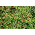 thumbnail image 3 of 1 Gallon (3.8L) Broadleaf Evergreen Mix 6 Pack, 3 of 7