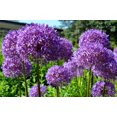 thumbnail image 1 of 20 STAR OF PERSIA ALLIUM Christophii Silvery Amethyst Purple Flower Seeds, 1 of 1