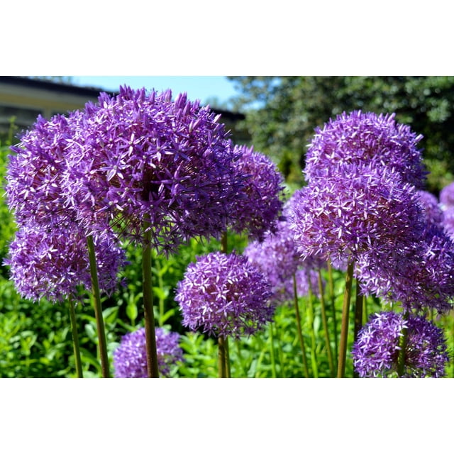 20 Star of Persia Allium Christophii silvery amethyst purple flower seeds. The image displays clusters of amethyst purple flowers with a silvery shimmer on tall green stems, set in a vibrant garden. These late spring to early summer bloomers, also called Persian Onion, grow 12-24 inches tall, require full sun, and are suitable for hardiness zones 3-8. Perfect for enhancing garden aesthetics.