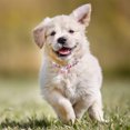 thumbnail image 2 of Diamonds Dog Collar Pet Dog Chain Cat Collar Adjustable Dog Collar Diamond Flash Dog Collar, 2 of 2