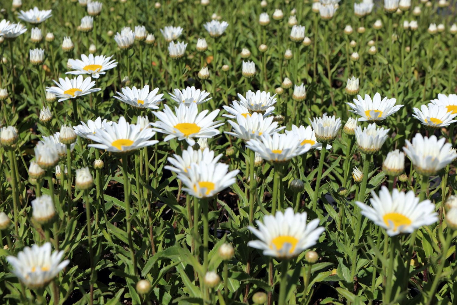 6 plantes de soleil variées, pot de 3,8 L (1 gal)