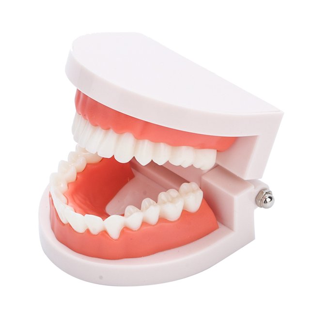 Modèle de Dentier pour l'Enseignement des Gencives 28 Pcs Modèle de Dents Adulte Outil d'Enseignement Standard