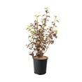 thumbnail image 1 of 2 Gallon  Diabolo Ninebark (Physocarpus) Shrub, 1 of 5