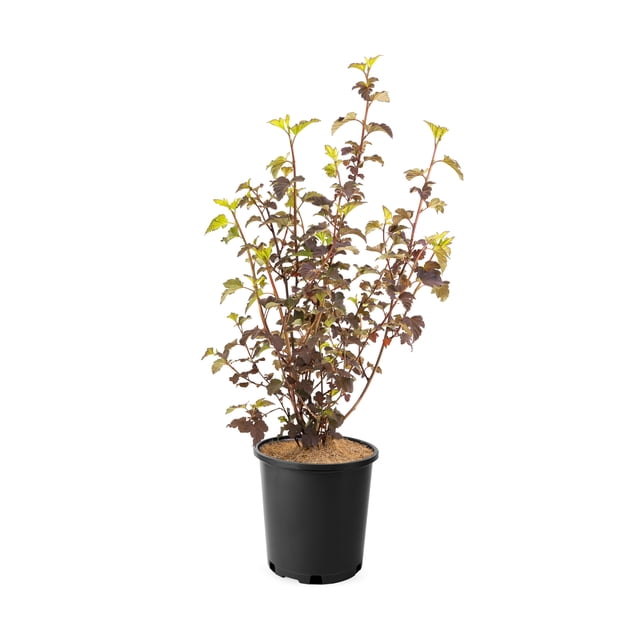 2 Gallon Diabolo Ninebark (Physocarpus) Shrub