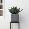 thumbnail image 5 of 12" Carré Planteur, 5 of 5