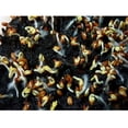 thumbnail image 3 of Garden Cress Seeds for Planting Large Leaf 500 Seeds, 3 of 8