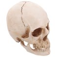 thumbnail image 4 of FRCOLOR Modèle de Crâne Humain Simulation Résine Taille Réelle 1:1 Modèle de Crâne Humain Traçage Anatomique Médical Décoration d'Halloween Statue, 6.3"X5.91"X5.91 Pouces, 4 of 5