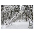 thumbnail image 2 of Buggy Forêt d'Hiver Noir et Blanc - Art sur Toile Forêt Moderne, 2 of 3