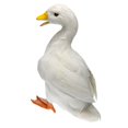 thumbnail image 1 of GROWTH TANK Canard Blanc Vif à Plumes Imitation Animal Décoration Maison, 1 of 9