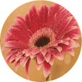 thumbnail image 1 of Ahgly Company Machine Washable Indoor Round Transitional Orange Area Rugs, 3' Round, 1 of 7
