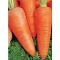 thumbnail image 2 of GSDWIUEW Sweet Carrot Alenka Early Red Heirloom Vegetable for Planting, 2 of 8