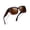 Leopard Frame/Brown Lens, variant on Joopin Large Polarized Fit Over Glasses Sunglasses For Women Men, Oversized Trendy Square Shades For Driving(Tortoise)