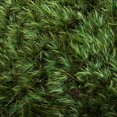 thumbnail image 5 of Vickerman Mousse d'Ambiance Verte de Qualité Supérieure - 2,75 Lb/boîte, 5 of 5