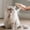 PK, variant on Amzcrzy Comb Brush 3 In 1 Pet Remover Glove Dog Grooming Glove Brush for Shedding Efficient Pet Hair Remover Mitt for Couch Carpet Brush Cleaner Cleaning Supplies Bottle Brush Cleaner