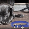 thumbnail image 5 of REK Candy Color Pet Collar Minimalist Cat & Dog Collar With (Adjustable Leather Neckband), 5 of 5