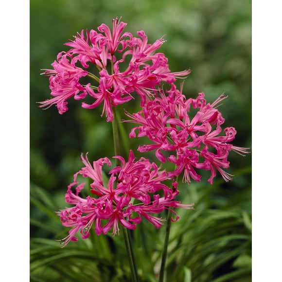 Tasc Flower Bulbs - Nerine Bowendinii