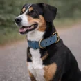thumbnail image 2 of Dog Collar. Handmade Genuine Leather Dog Collar, Blue with Black Inner Liner, Adjustable Buckle. Buddies Collars, 2 of 5