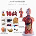 thumbnail image 3 of Torso Mannequin Anatomy Doll 15 Removable Parts Educational Organ Model Human Internal Organ Anatomy Model, 3 of 8
