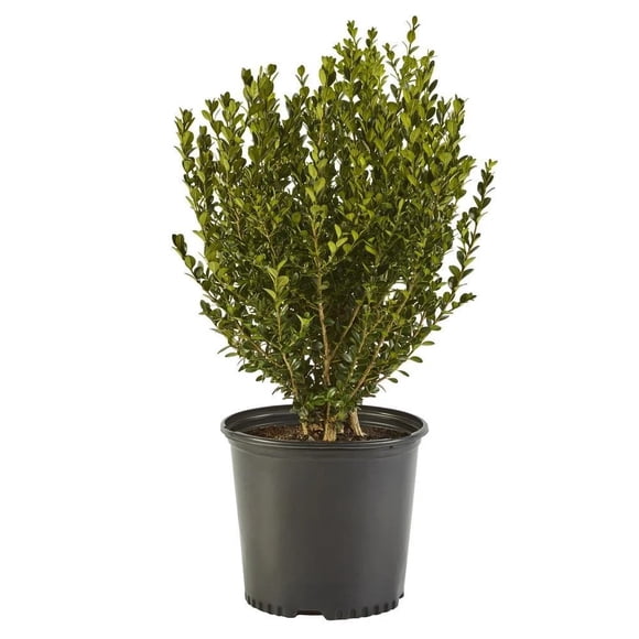 1Gal Buis Boxwood | Serres Arc-en-ciel | Besoins en lumière - Plein soleil | Forme ovale | Feuillage dense | Entretien faible | Plante d'extérieur